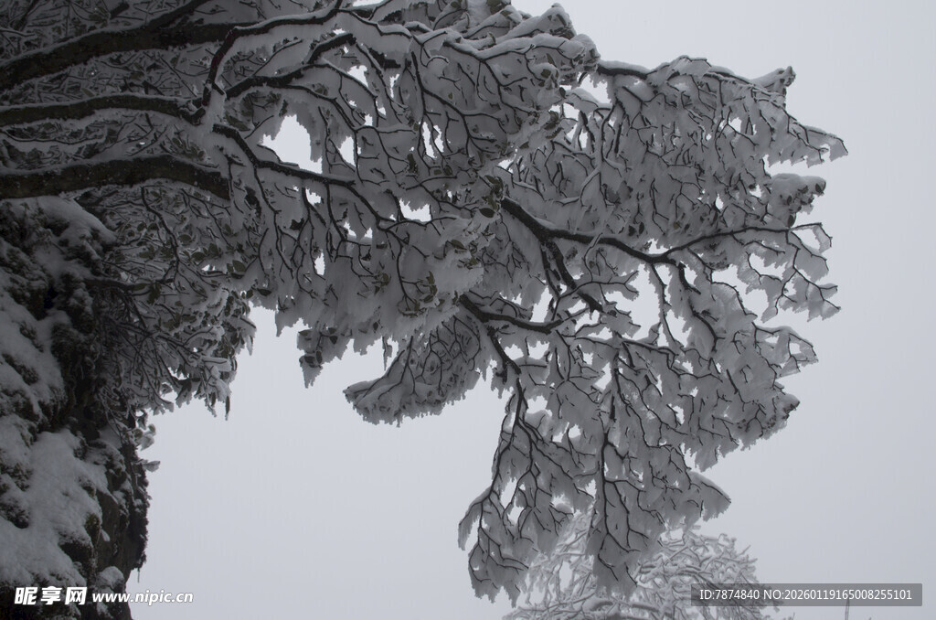 雪覆树枝的冬日景致