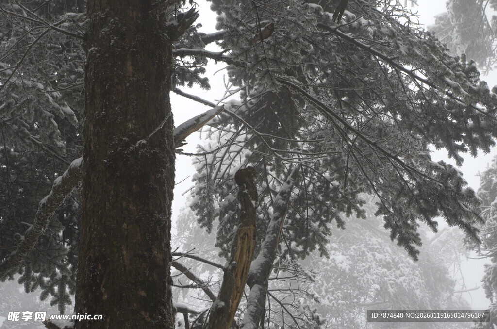 雾中森林大树景象