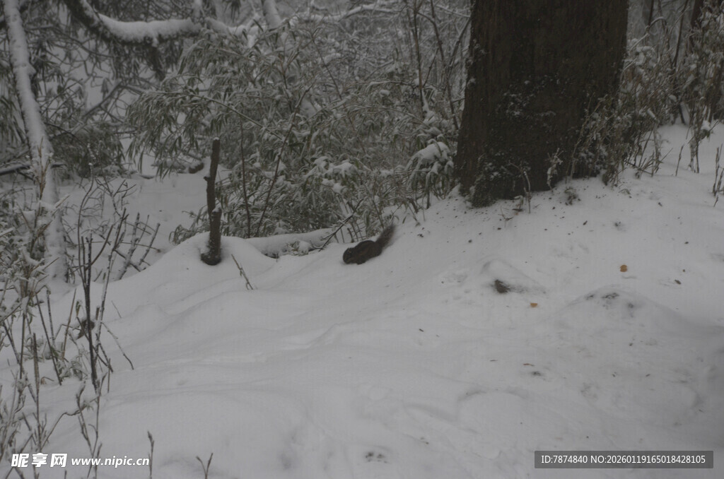 雪地中的树木与低矮植被