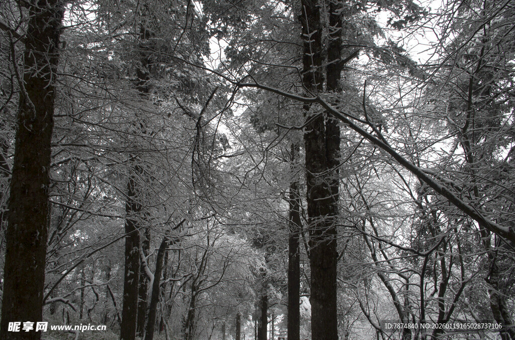 冬日雪覆森林美景