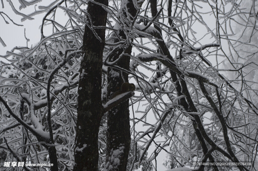 雪覆树木的冬日景象