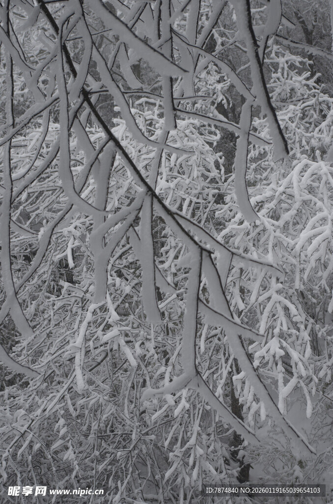 冬日银枝覆雪景象
