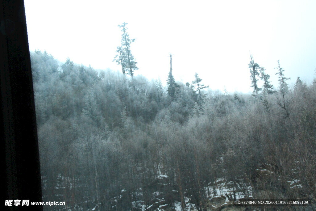 窗外雪景中的茂密树林