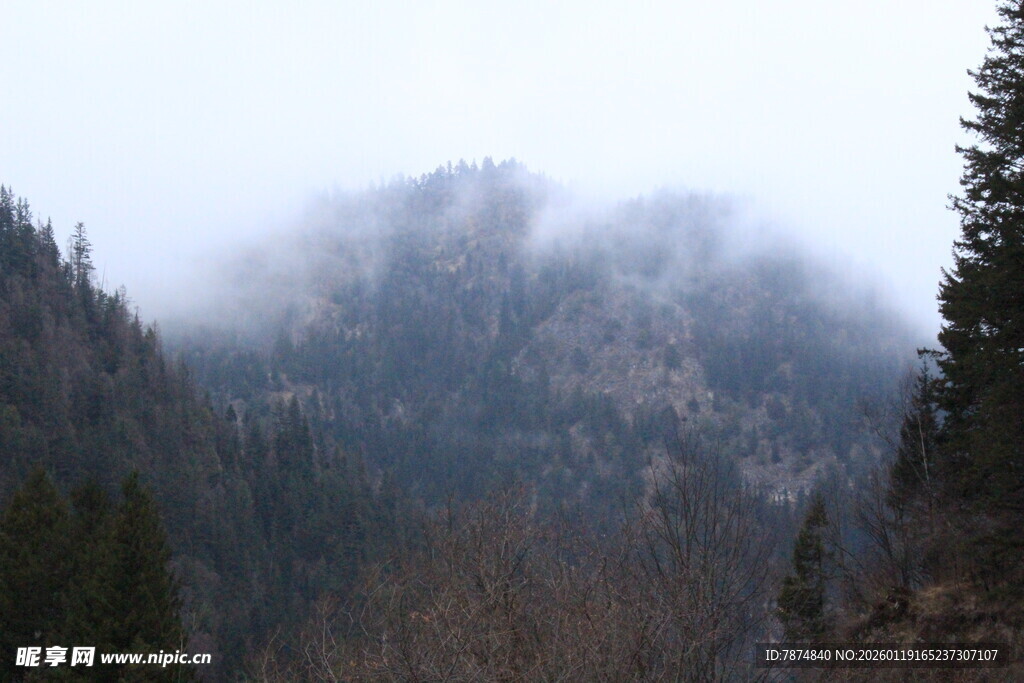 云雾缭绕的山林美景