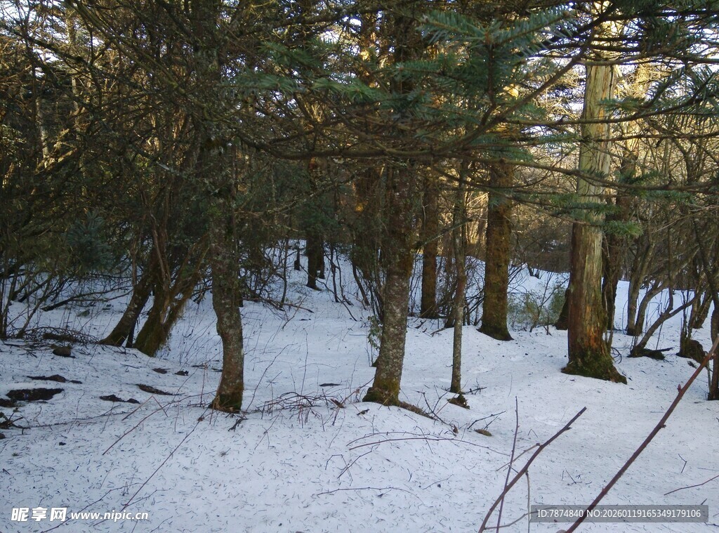 冬日雪覆树林美景