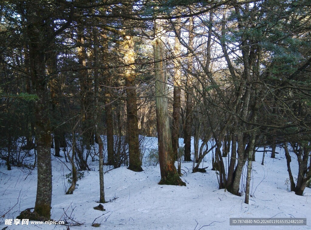 冬日雪林静谧景象