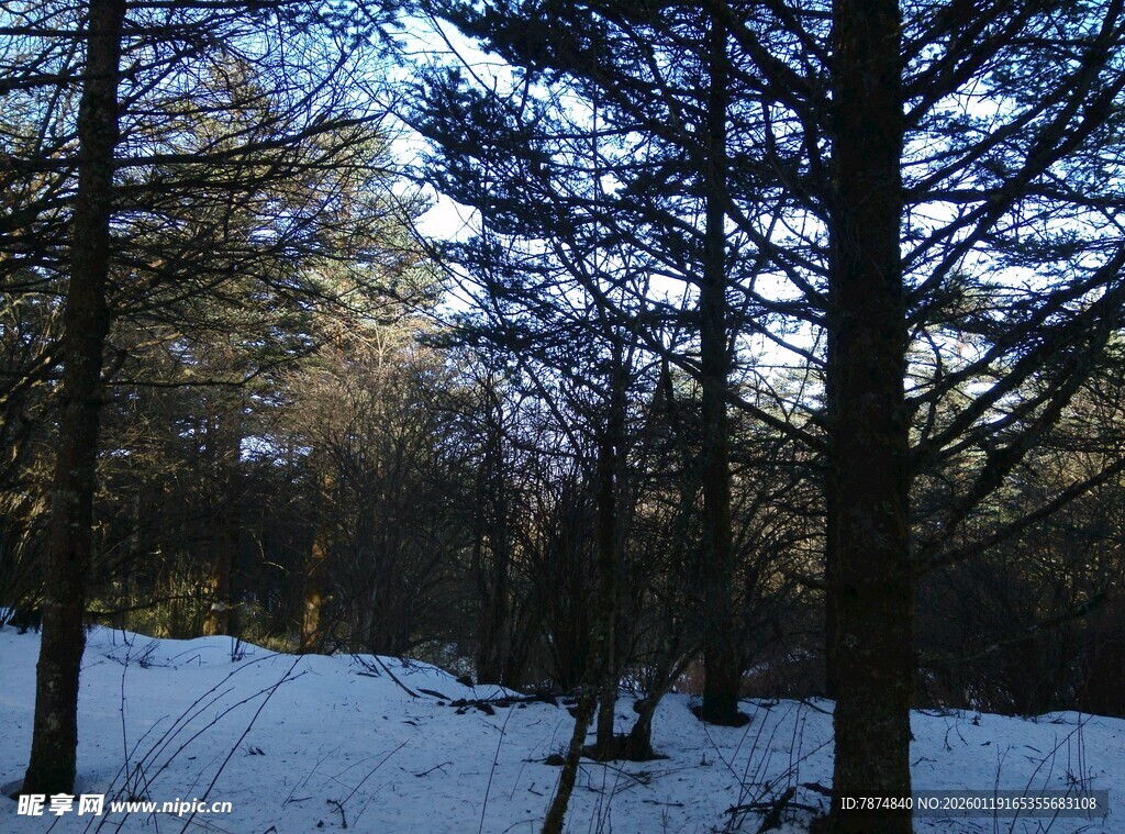 冬日雪覆树林美景
