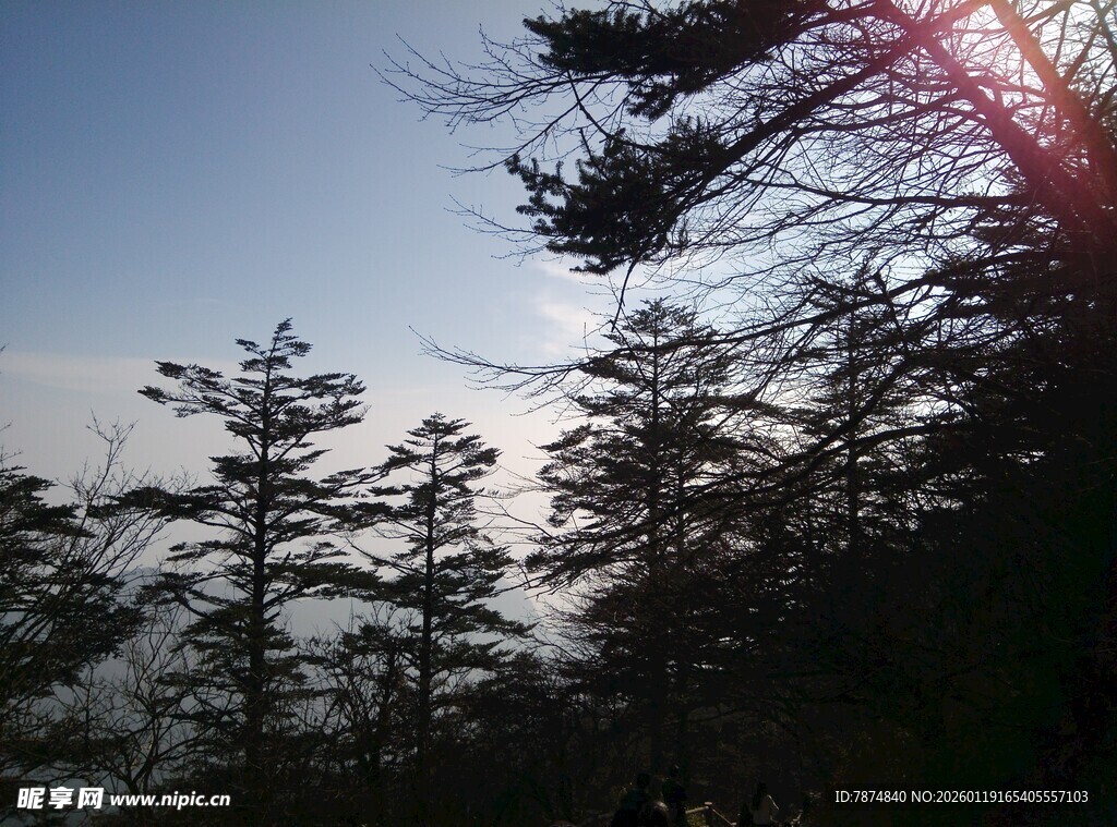 山林晨光中的挺拔树木