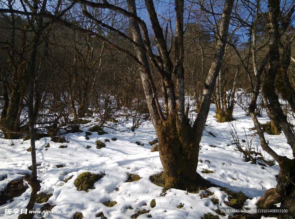 冬日雪覆山林景象