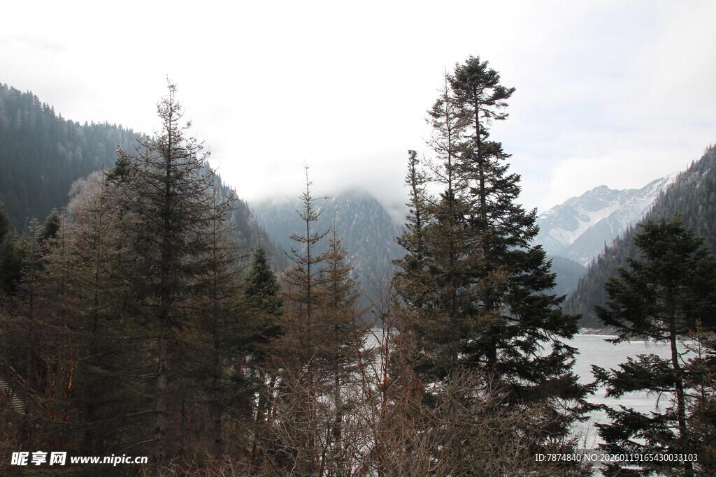山林雪景中的挺拔松树