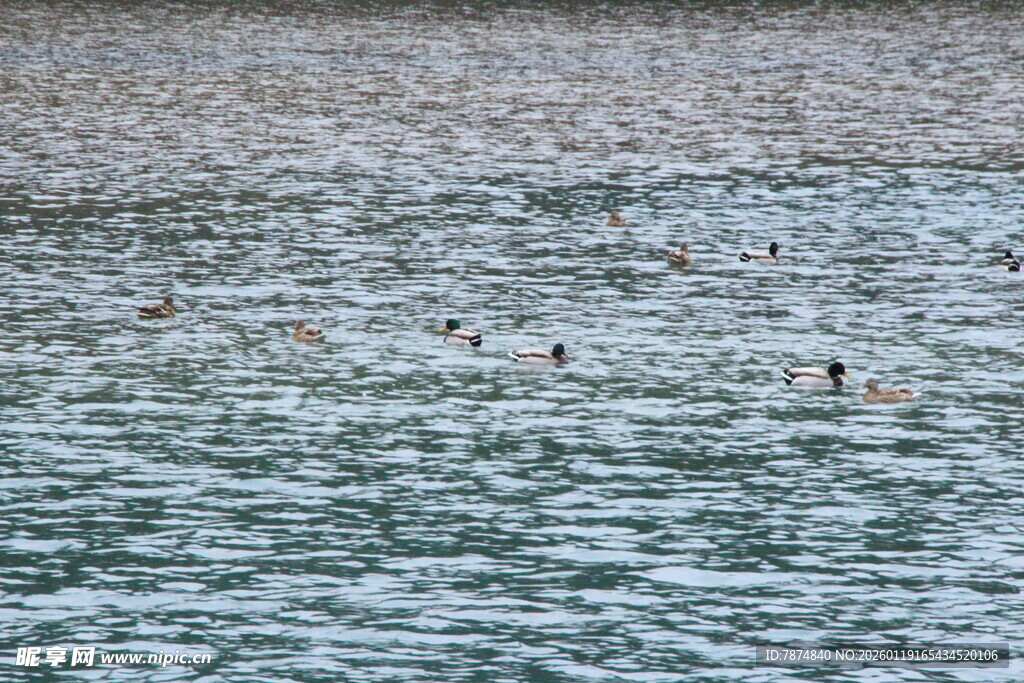 海面上的游泳者