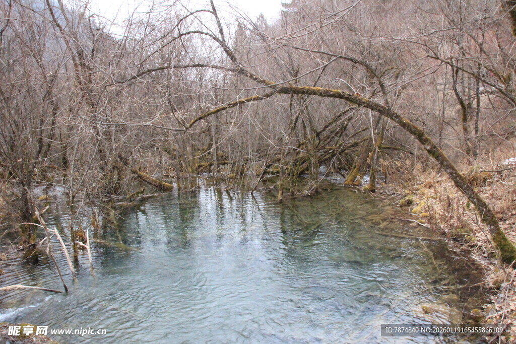 冬日溪边枯树风景