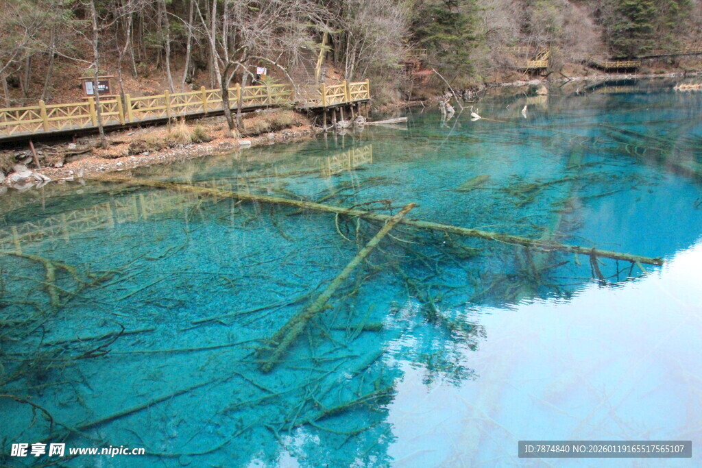 清澈蓝绿色湖水与水下枯木