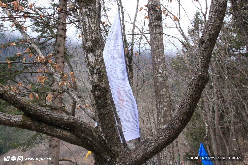林间飘扬的白色布条
