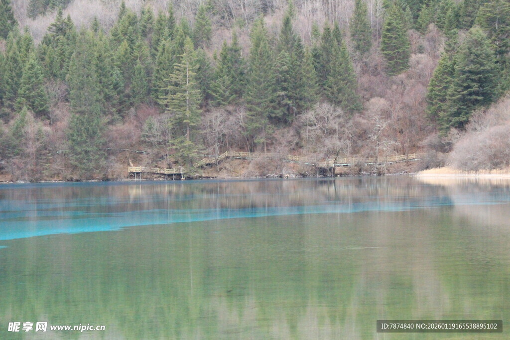 宁静湖畔的森林风光