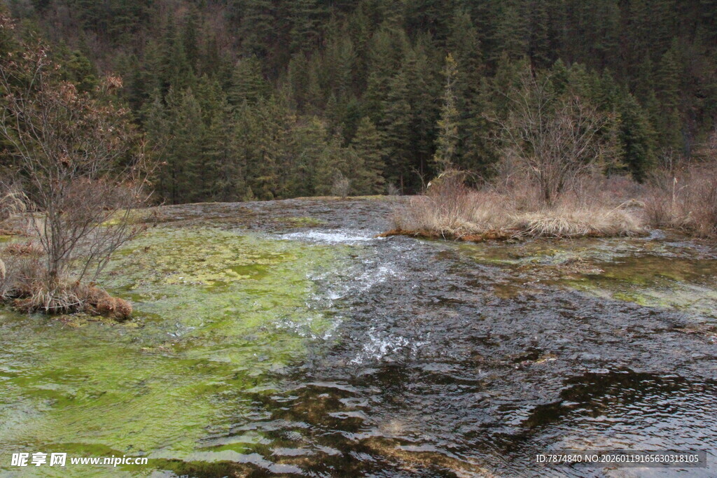 山间绿藻覆盖的潺潺溪流