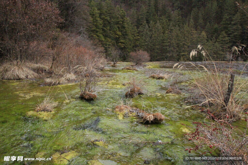 山间绿藻覆盖的静谧溪流