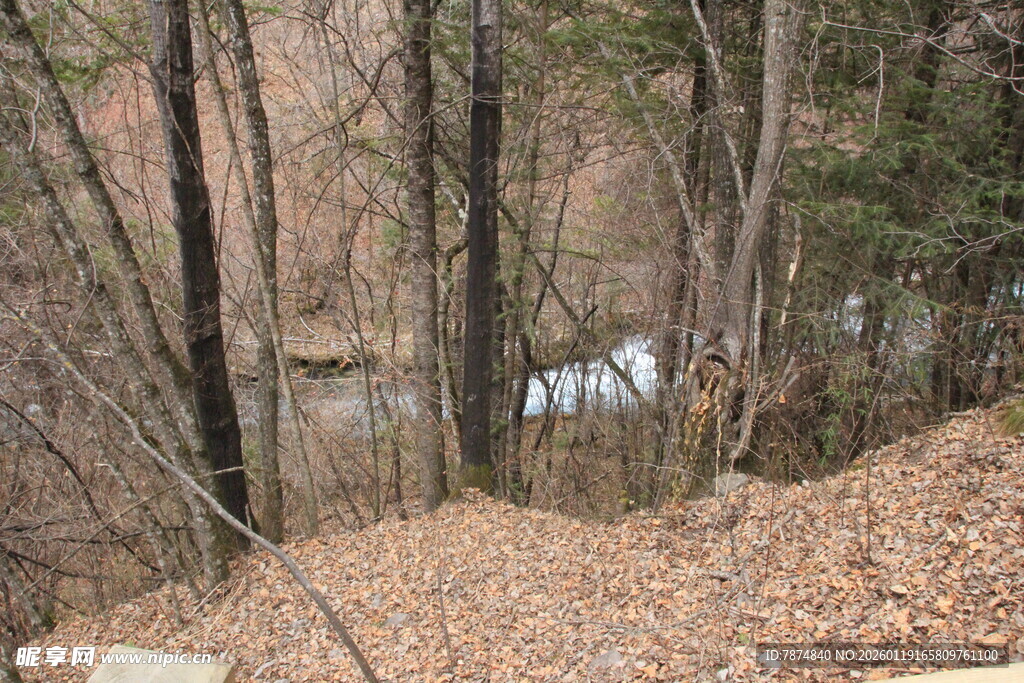 秋日林间小道与静谧溪流
