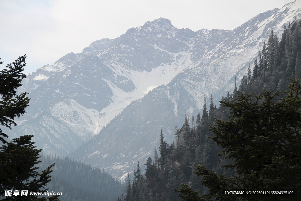 壮丽山景与茂密森林