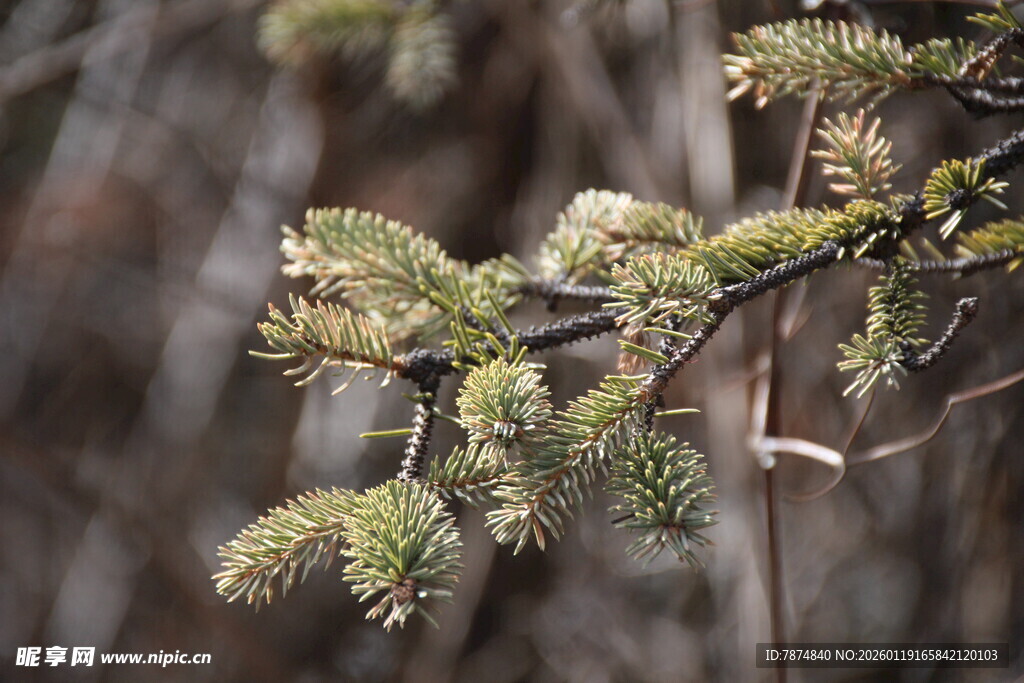 柳树嫩枝绽新绿