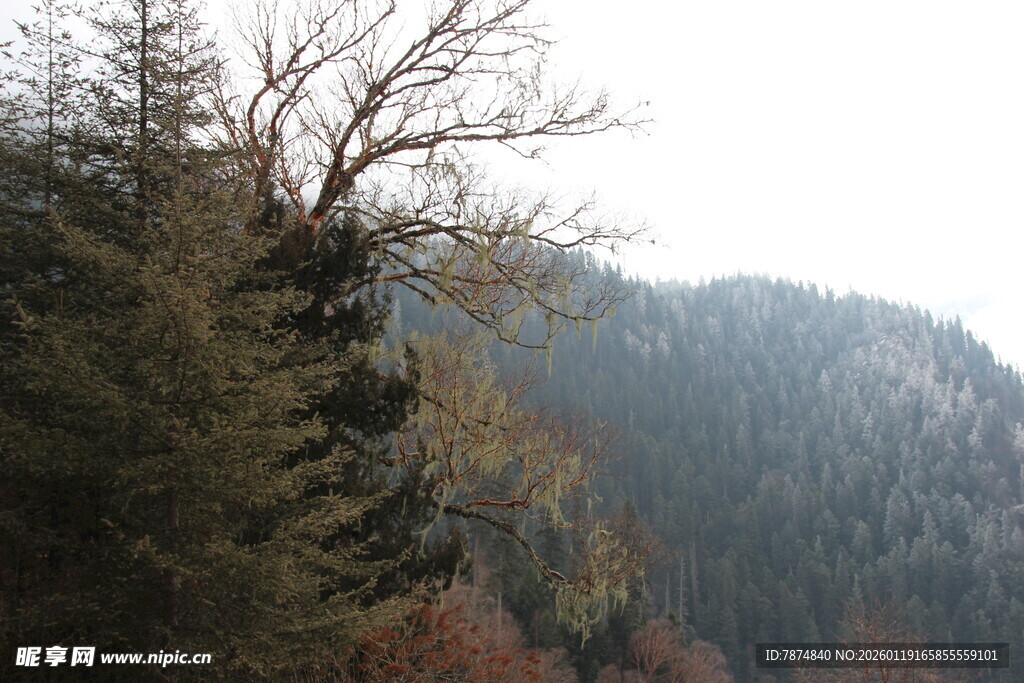 山林景致 树木葱郁