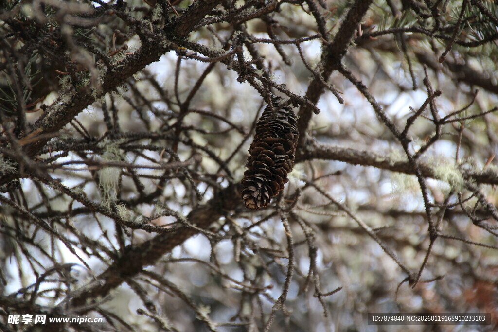 树枝间的隐秘鸟儿