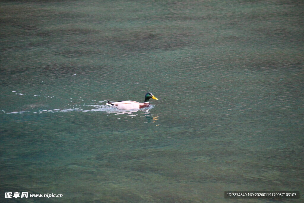 水中游弋的鸭子