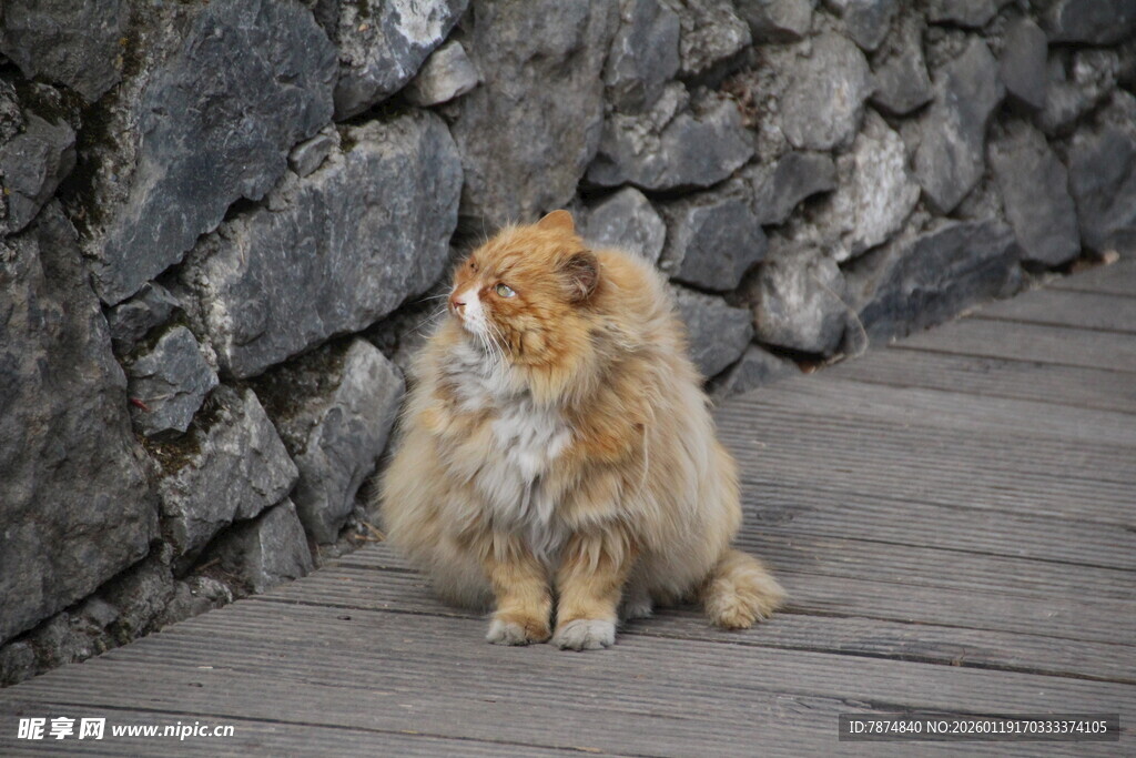 木栈道上的长毛猫咪