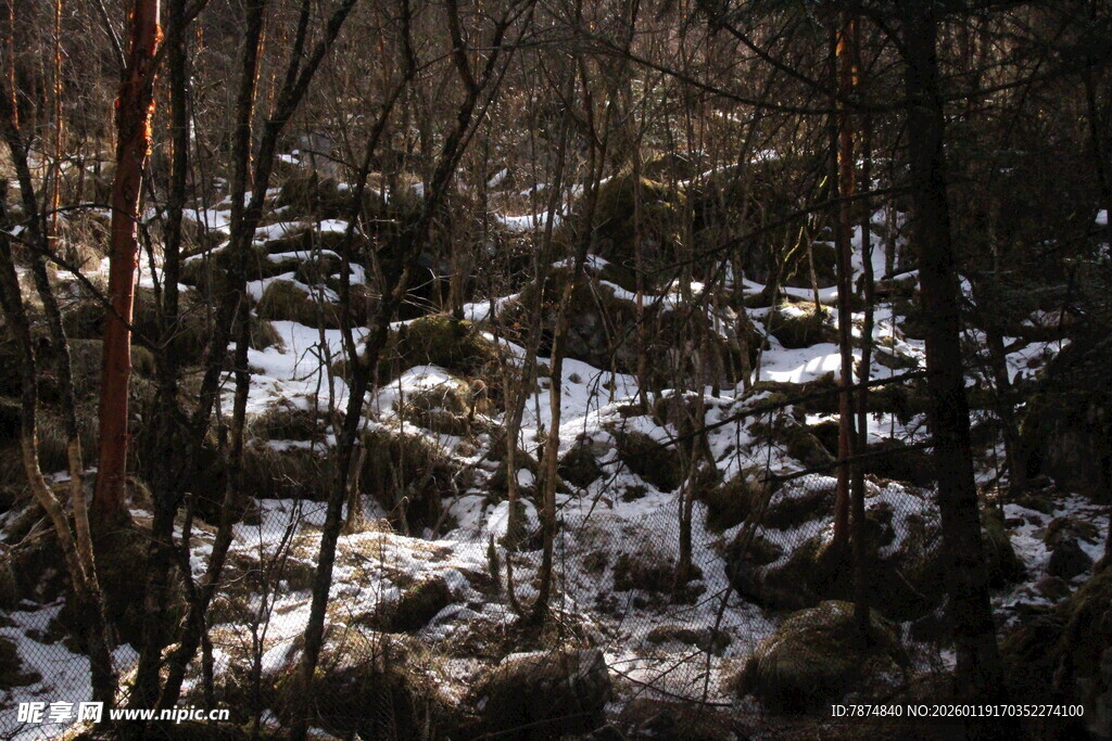 冬日林间覆雪景象