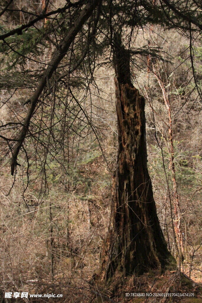 森林中粗壮的古老大树