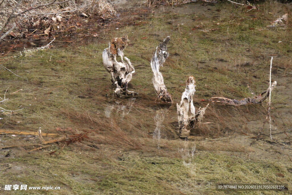 草地上的几只野生动物