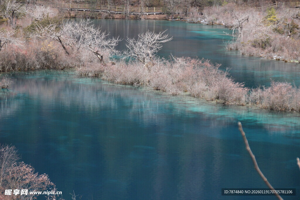 梦幻蓝湖旁的烂漫花枝