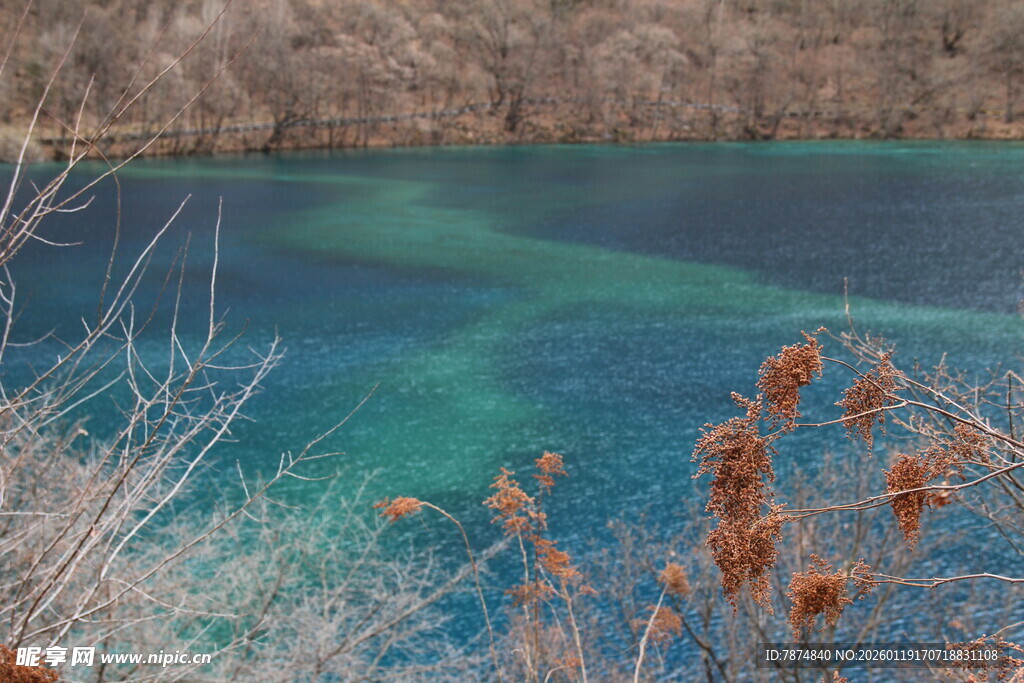 蓝绿色湖水旁的萧瑟植物