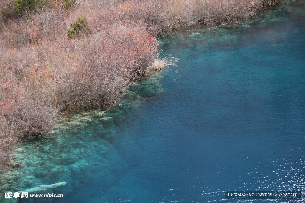 蓝水岸边的枯树景观