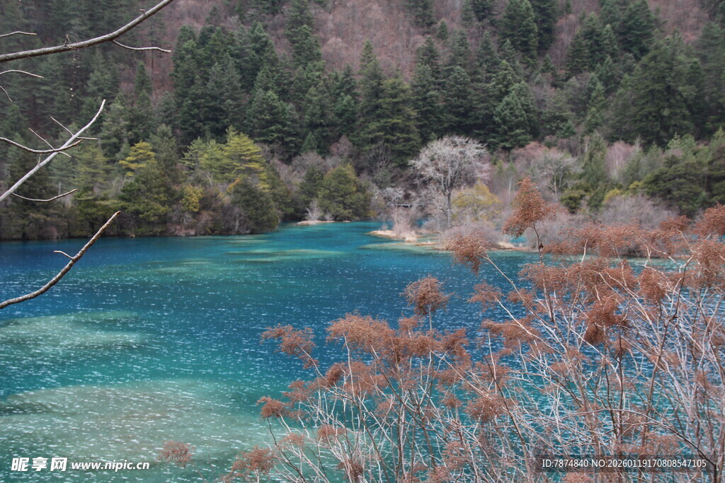 梦幻蓝湖旁的绚烂植物
