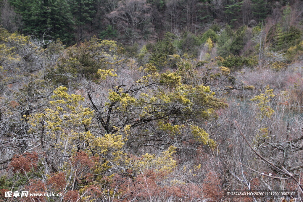 山林多彩植被景观