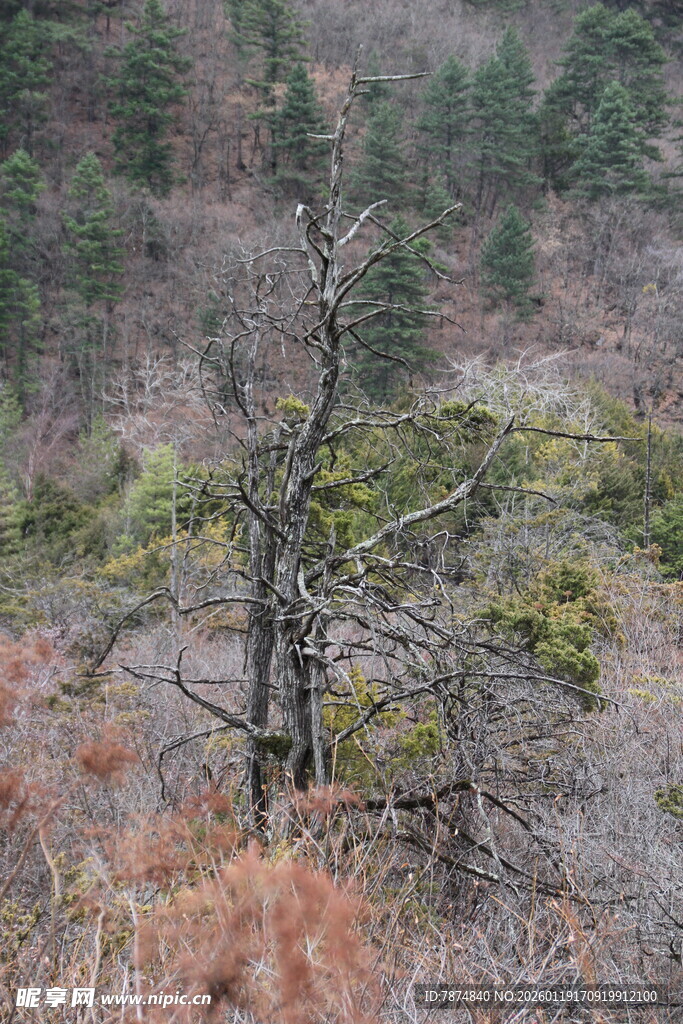 山林间枯树与植被景观