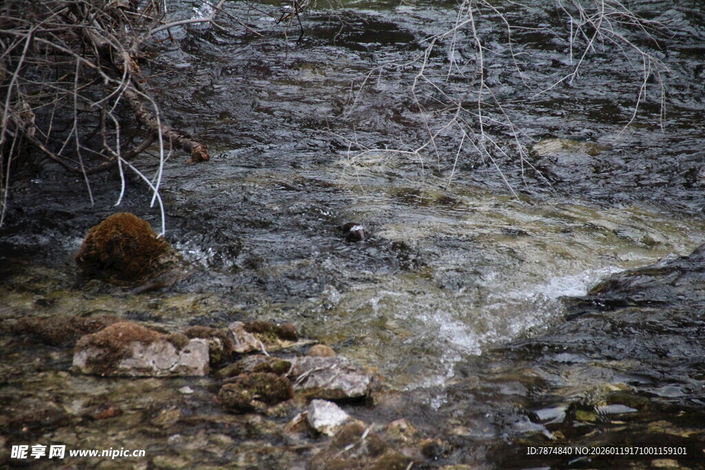 山间溪流中的清澈流水