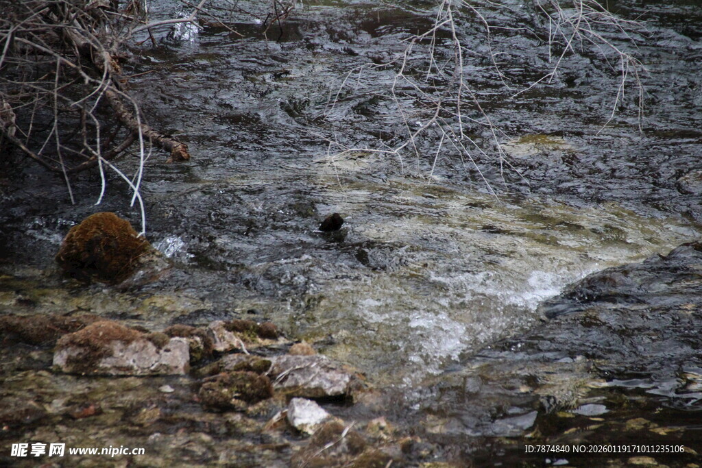 岩石间的小动物场景