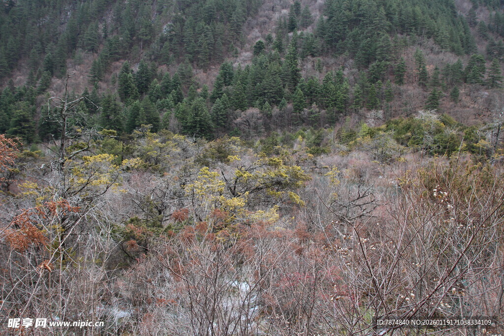 山林多彩植被景观