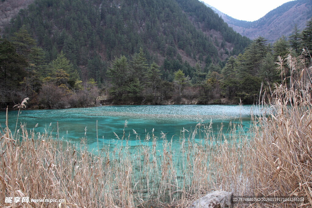 山间碧湖旁的枯黄芦苇