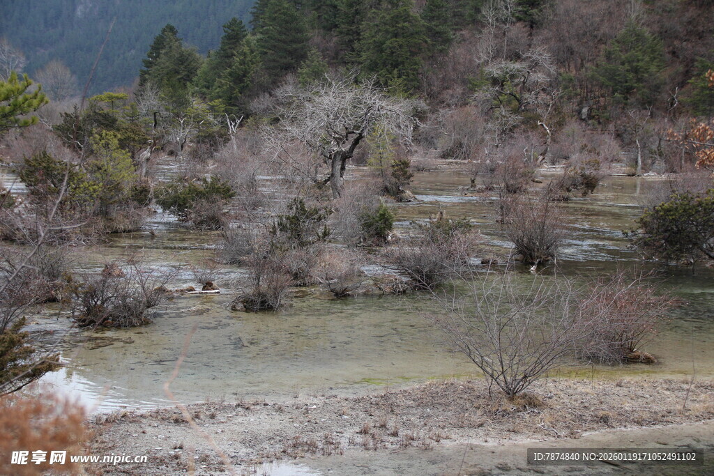 山间枯木环绕的静谧溪流