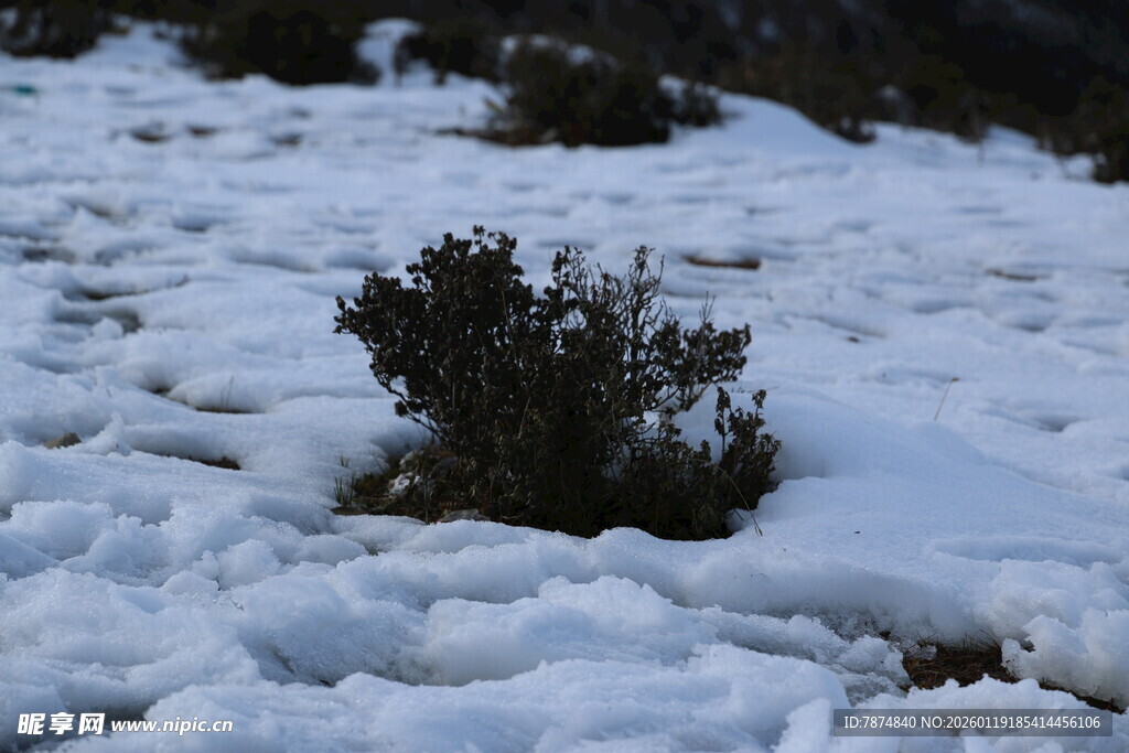 雪地中的灌木丛