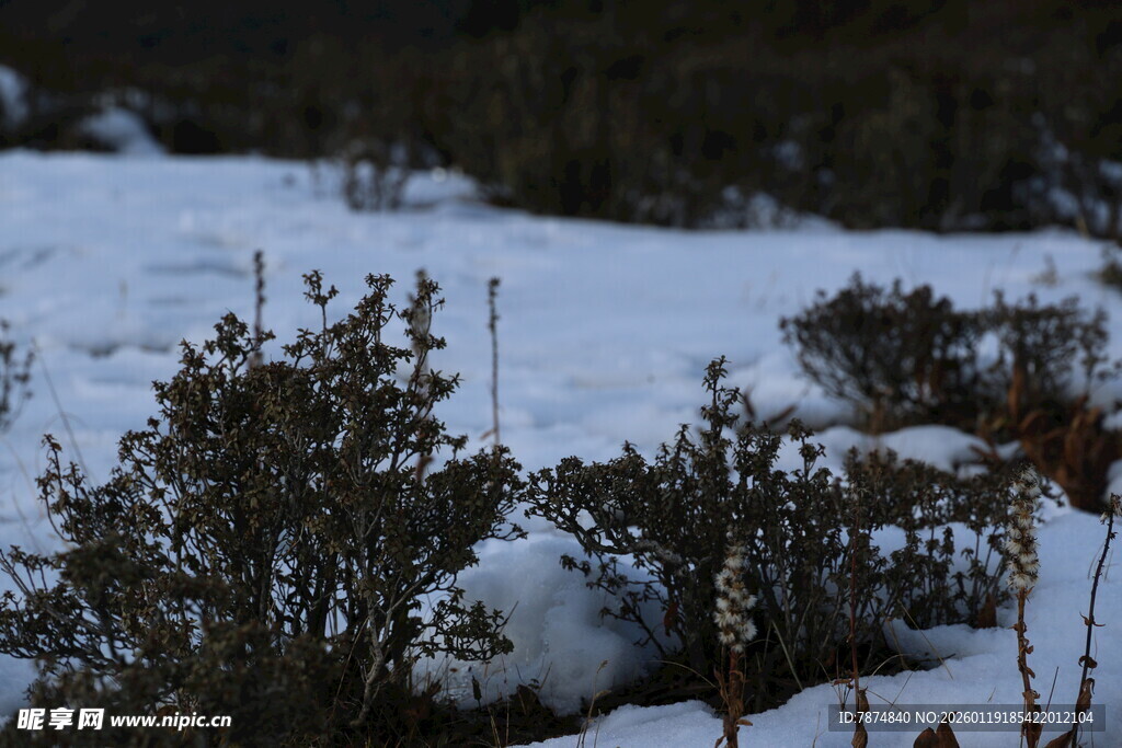 雪覆灌木景观