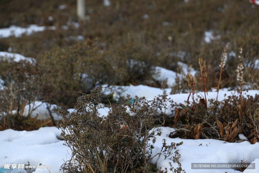 雪地中的低矮植被