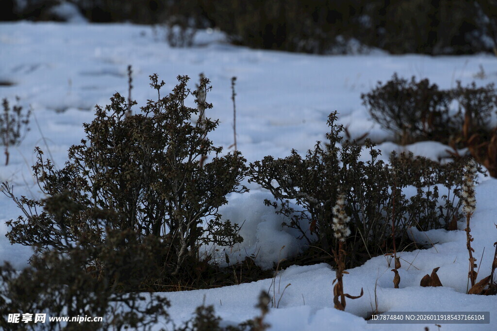 雪覆灌木景观