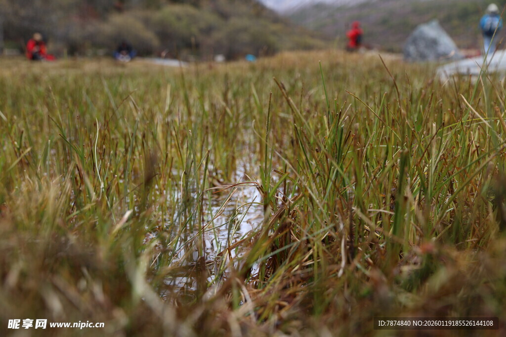 湿地草丛中的自然景致