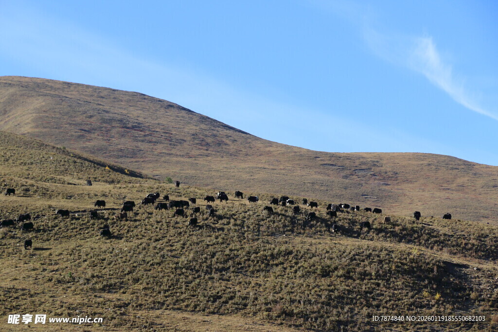 草原上的牛群