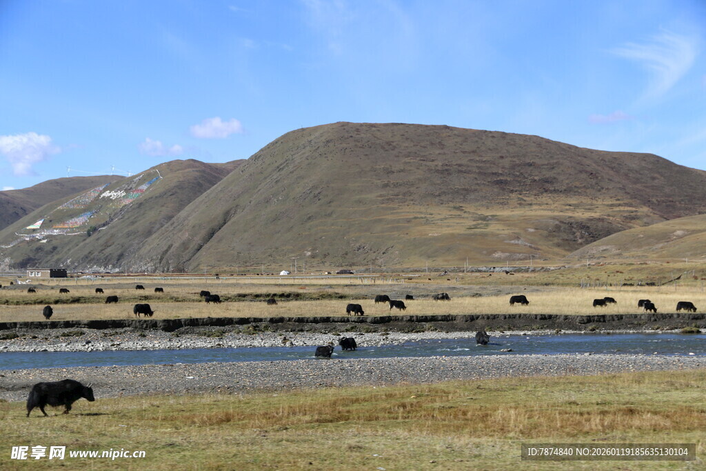 草原湖畔牛群悠然景象