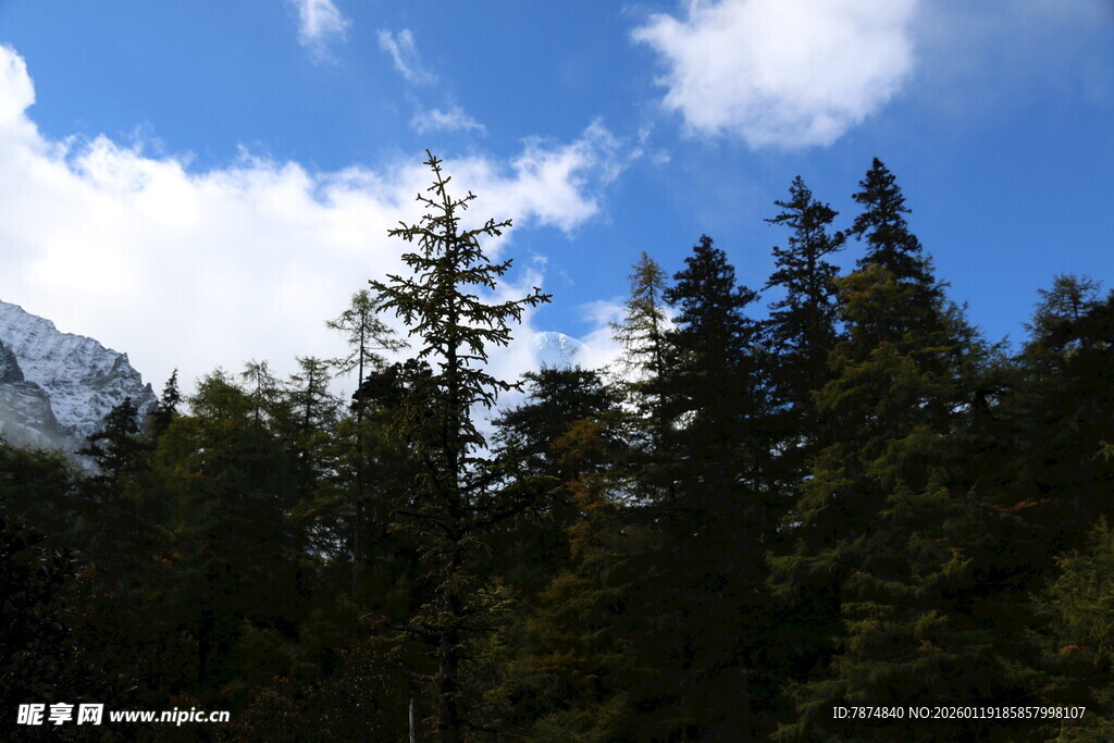 蓝天白云下的茂密森林